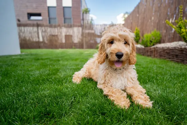 庭で日差しを楽しむカッコいい子犬 ロイヤリティフリーのストック画像
