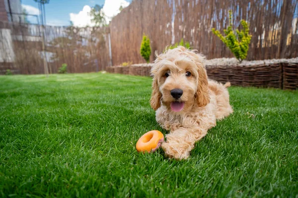 Cute Dog Portrait Garden Stock Image