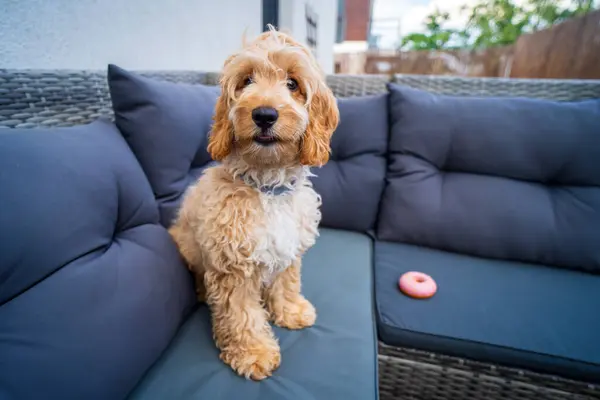 彼のお気に入りの玩具と庭のソファにスイートコカポの子犬 ロイヤリティフリーのストック画像