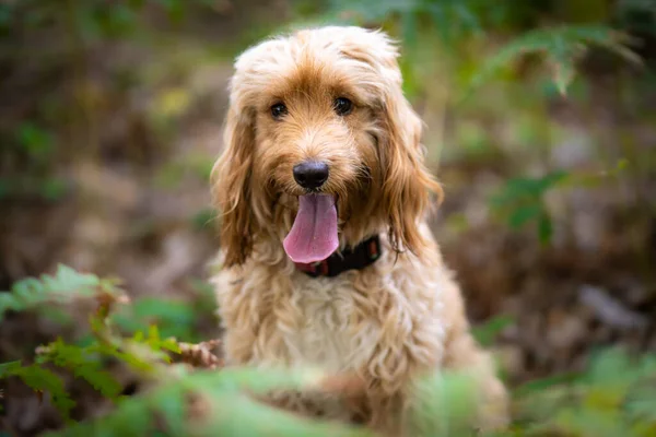 森で誇らしげに立っているかわいいぬいぐるみの犬のカカプー品種 ストック写真