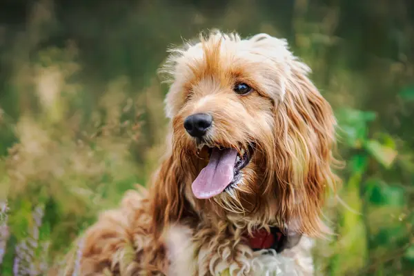 Een Schattige Hond Portret Zittend Groene Gras Rechtenvrije Stockfoto's