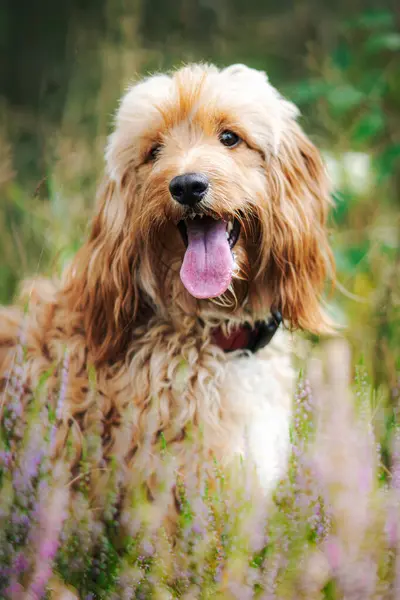春の草の中のかわいいカカップル犬の肖像画 ロイヤリティフリーのストック写真