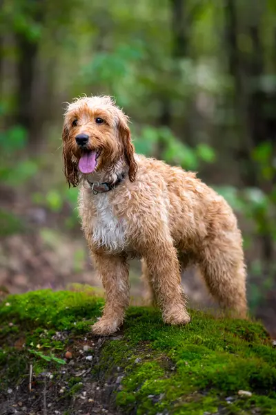 Симпатична Мокра Порода Собак Какао Гордо Стоїть Лісі Стокове Фото