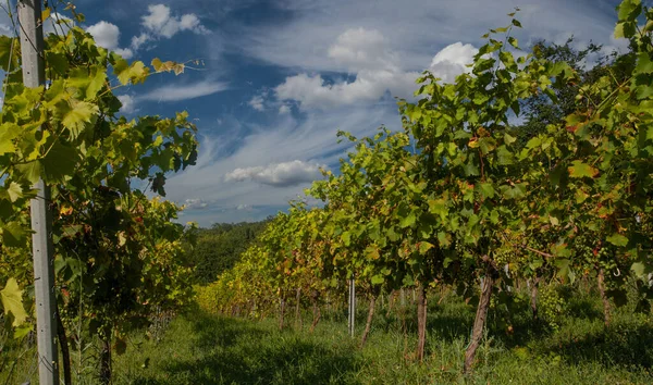 Wijngaarden Wijnstokken Wolken Lucht Groen Landschap Achtergrond — Stockfoto