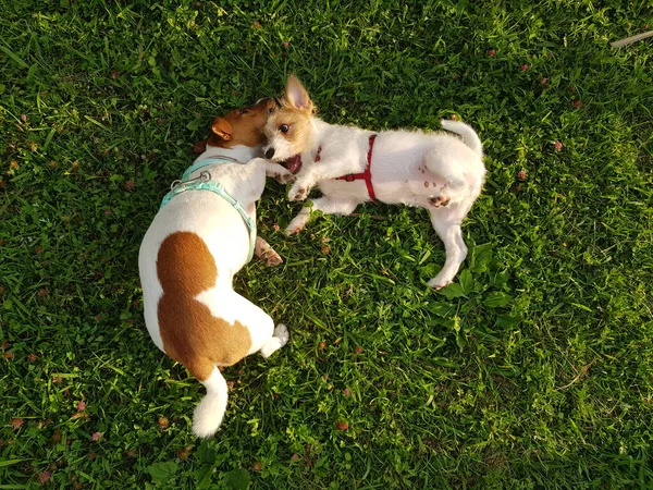 Yavrular Jack Russell Teriyerleri yeşil çimlerin üzerinde