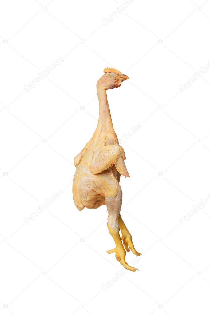 Pollo desplumado con alas abiertas y patas amarillas aisladas sobre