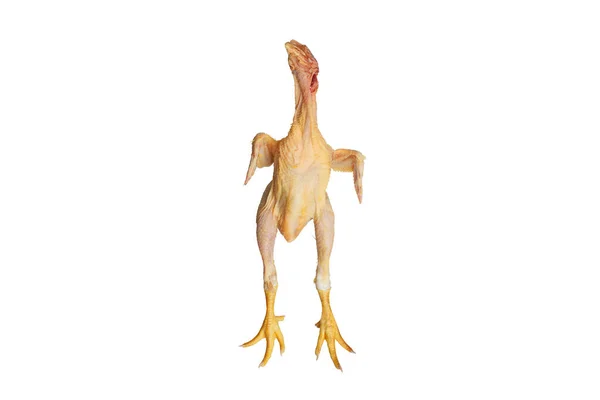 Tote Gerupfte Hühnerküken Mit Offenen Flügeln Und Gelben Pfoten Isoliert — Stockfoto