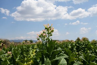 Mavi bulutlu gökyüzünün arka planında patates yetiştirme tarlaları