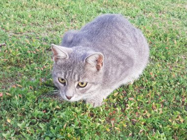 Çimenlerin üzerinde oturan gri kedi