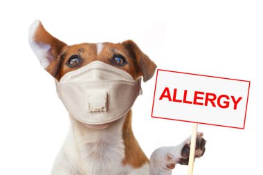 Alerji işareti olan tıbbi maskeli bir köpek. Hayvanlara alerji, veteriner konsepti.