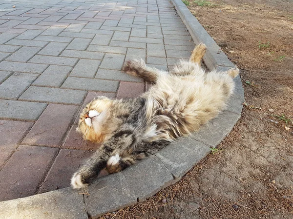 Šťastná Kočka Ležící Asfaltu — Stock fotografie