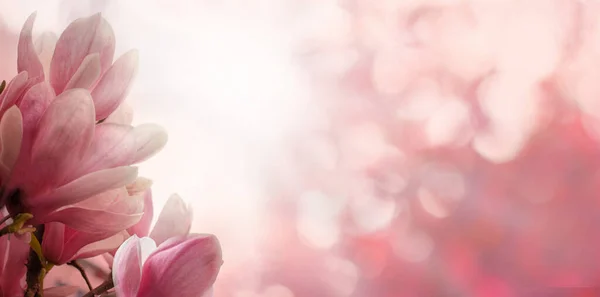 ピンクと白の陽射しが美しい春の花を咲かせます 花春の背景境界線 — ストック写真