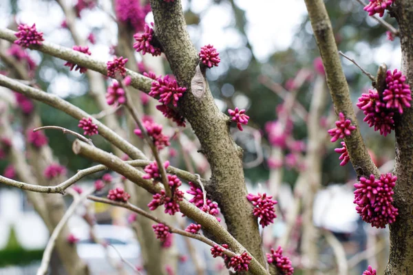 Cercis Árvores Flores Livre Flor Primavera Rosa Judas Árvore Closeup — Fotografia de Stock