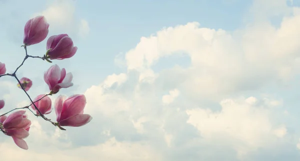 Vacker Rosa Våren Blomma Mot Himlen Moln Skyline Bakgrund — Stockfoto