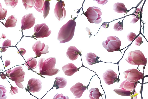 Frühling Hintergrund Mit Magnolienblüte Auf Weiß — Stockfoto