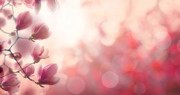 Цветочный Весенний Фон Цветком Магнолии Розовый Состав Границы Белым Солнечным — стоковое фото