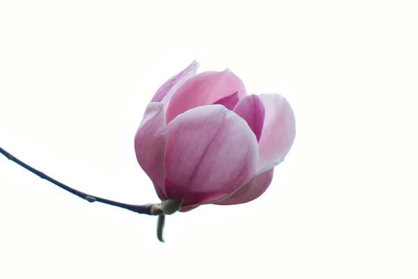 Schoonheid Natuur Roze Magnolia Knop Bloem Geïsoleerd Witte Achtergrond — Stockfoto