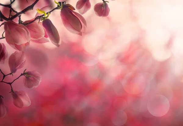 Bloesem Bloem Lente Achtergrond Rand Met Roze Magnolia Bloem — Stockfoto