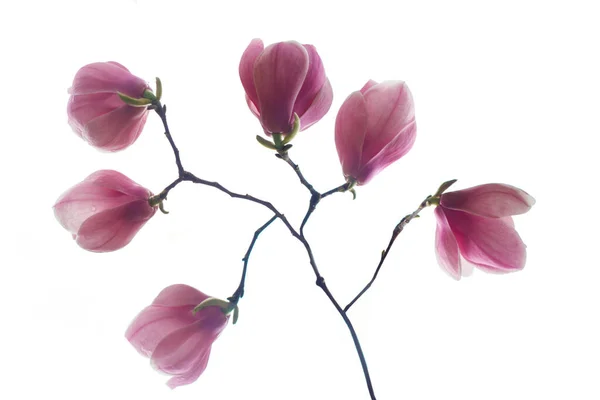 Beyaz Arkaplanda Yalıtılmış Bahar Manolyası Çiçeği — Stok fotoğraf