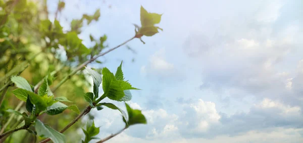 Green Leaves Blue Sky Cloud Spring Background — Stock Photo, Image