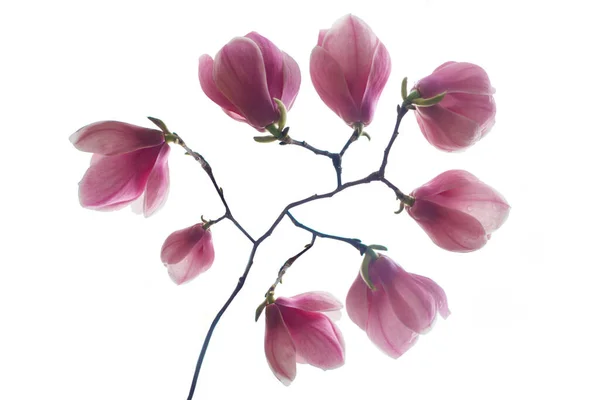 Bellissimi Fiori Rosa Isolati Sfondo Bianco — Foto Stock