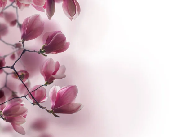 Bloemen Lente Rand Met Perfecte Bloeiende Magnolia Bloem Witte Achtergrond — Stockfoto