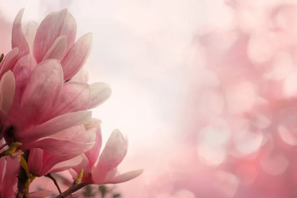 Natuurlijke Roze Magnolia Bloem Lente Ochtend Zonlicht Bloemen Voorjaar Achtergrond — Stockfoto