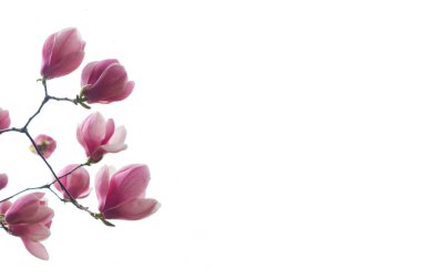 Dal üzerindeki pembe çiçek beyaz arka planda izole edilmiş