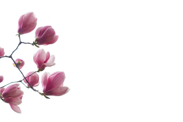 在白色背景上隔绝的分枝上的粉红花 — 图库照片