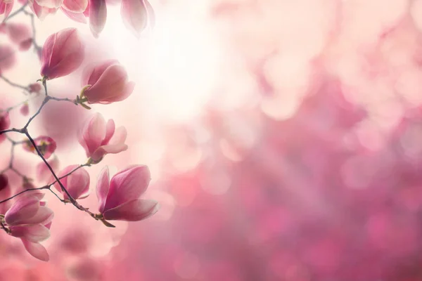 Floral spring border. Pink flower on blurred sparkle background