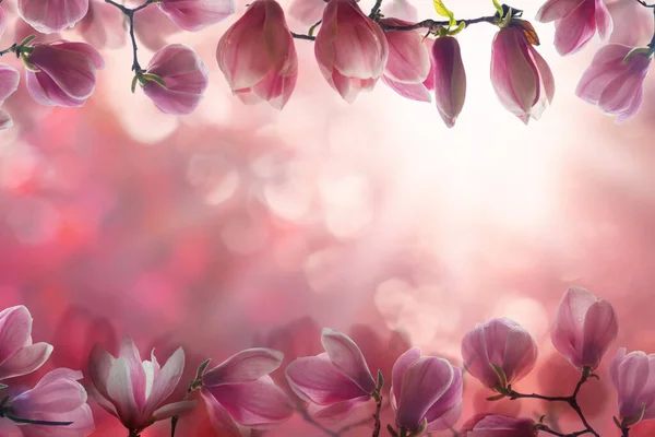 Růžová Příroda Pozadí Okraj Složení Růžovou Květinou Bokeh Světlo — Stock fotografie