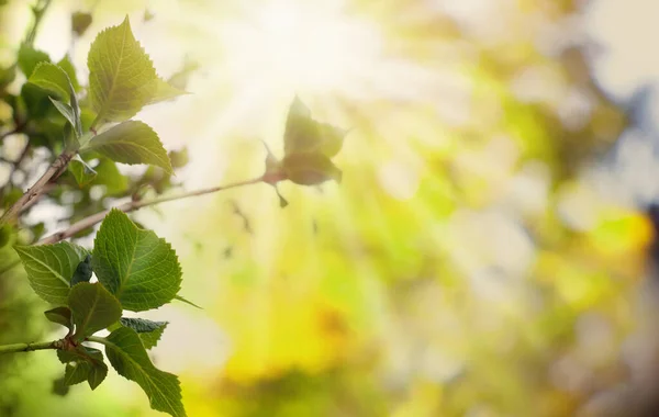 Sommer Grün Laub Hintergrund Mit Grünen Blättern Und Sonnigem Bokeh — Stockfoto