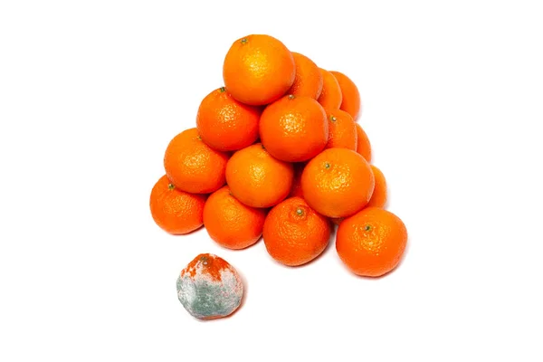 Mandarino Ammuffito Arancione Con Mandarini Sfondo Bianco — Foto Stock