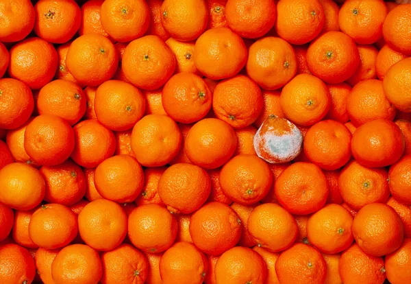 Çürük Mandalina Olgun Sağlıklı Portakal Mandalinası Son Kullanma Tarihi Geçmiş — Stok fotoğraf