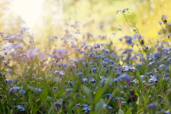 Blauer Sommer Blume Hintergrund Mit Gelbem Sonnenlicht — Stockfoto