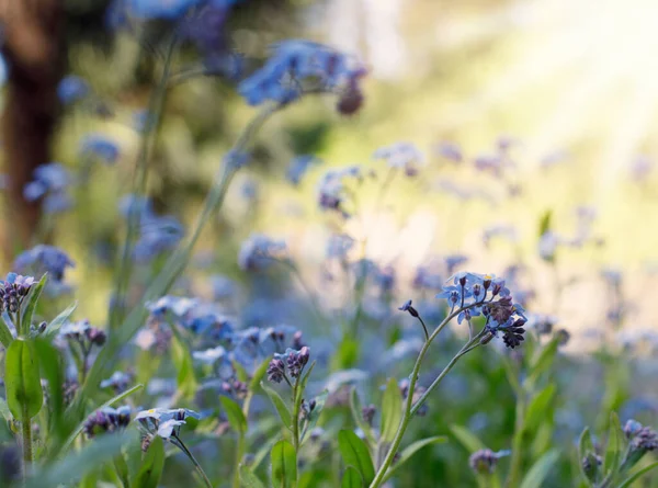 Mavi Çiçekli Arka Plan Bahar Yaz Çiçeği — Stok fotoğraf