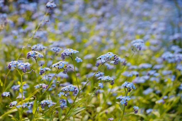Azul Selvagem Esquecer Não Flor Verão Azul Cor Fundo — Fotografia de Stock