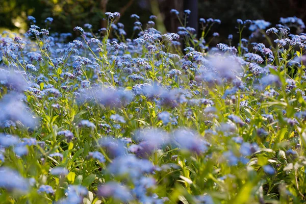 Blühende Blume Hintergrund Blaue Vergissmeinnicht Blumen — Stockfoto