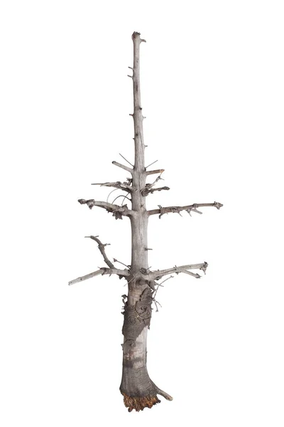 Κορμός Χριστουγεννιάτικου Δέντρου Απομονωμένος Λευκό Φόντο — Φωτογραφία Αρχείου