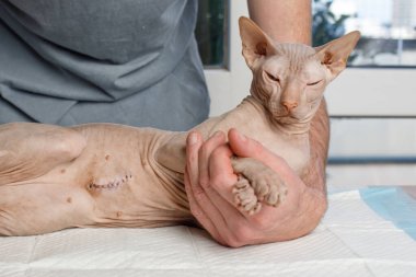 Veteriner kliniğinde kedi kontrolü. Sphynx kedi veterinerin elinde.