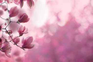 Manolya çiçekli mükemmel pembe çiçek arkaplanı