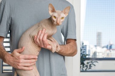 Veteriner klinikte şirin kediyi muayene ediyor, yakın plan.