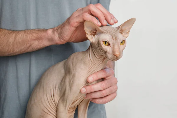 Cute young Sphynx cat in vet hands close up on white background