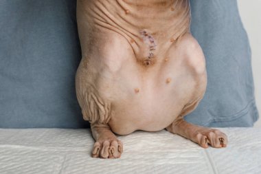 Kanadalı Sphynx 'in midesi. Ameliyattan sonra dikiş izi.