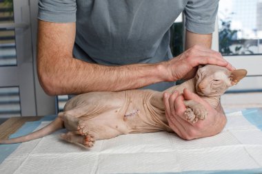 Profesyonel veteriner muayene masasında evcil bir hayvanı muayene edip kucaklıyor, veteriner kliniği kavramı.