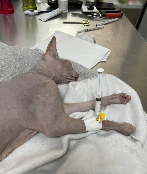 Cat is lying at the veterinarian after surgery