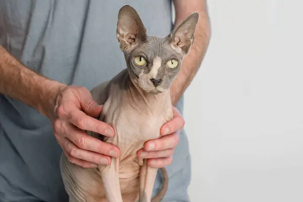 Cat Sphynx pet in a vet hands closeup on white background