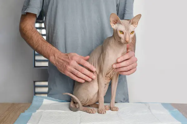 Vet examining cat pet on the examination table, veterinary clinic concept