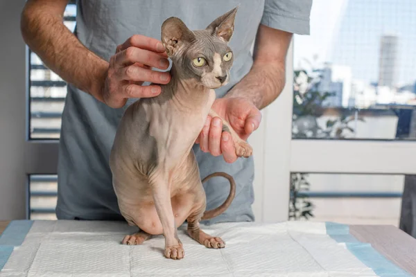 Sphynx cat in veterinary clinic. Vet with cat pet on the examination table