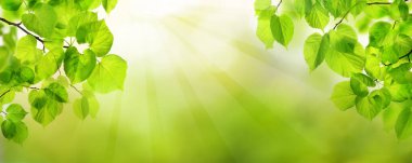 Bokeh ışığında taze yeşil ağaç yaprakları. Doğal arkaplan.